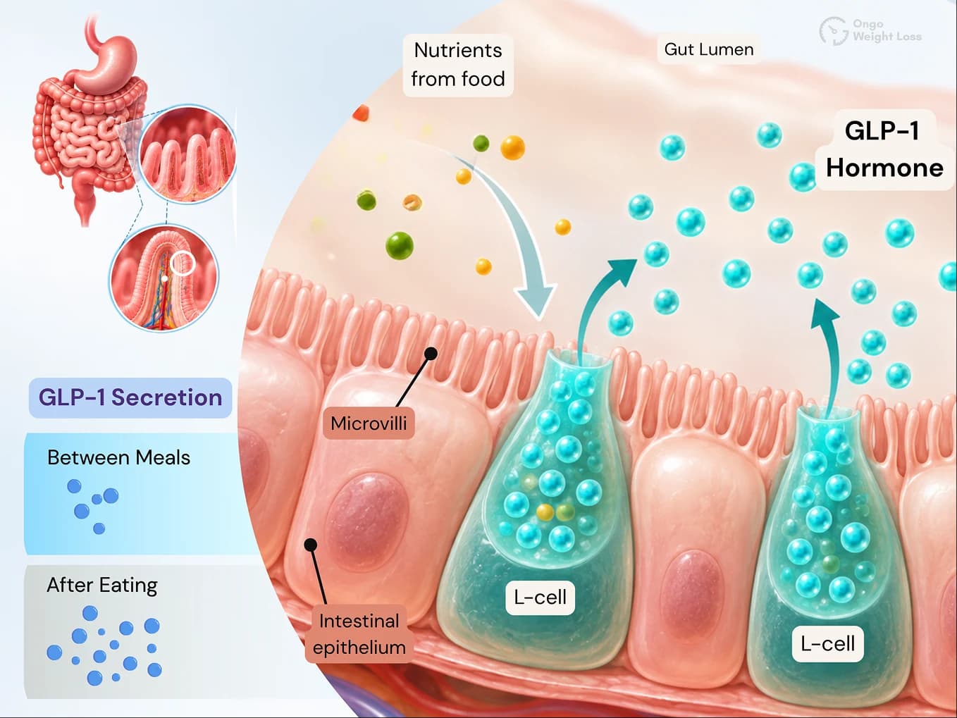 Digestive system magnified to show intestinal villi and GLP-1-secreting L-cells