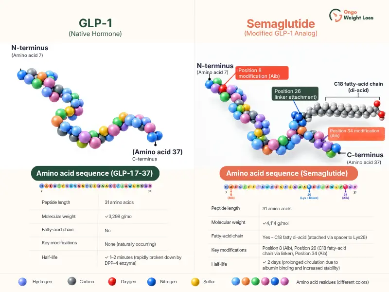 Native GLP-1 compared with semaglutide, including the amino-acid changes and fatty-acid chain that extend its half-life