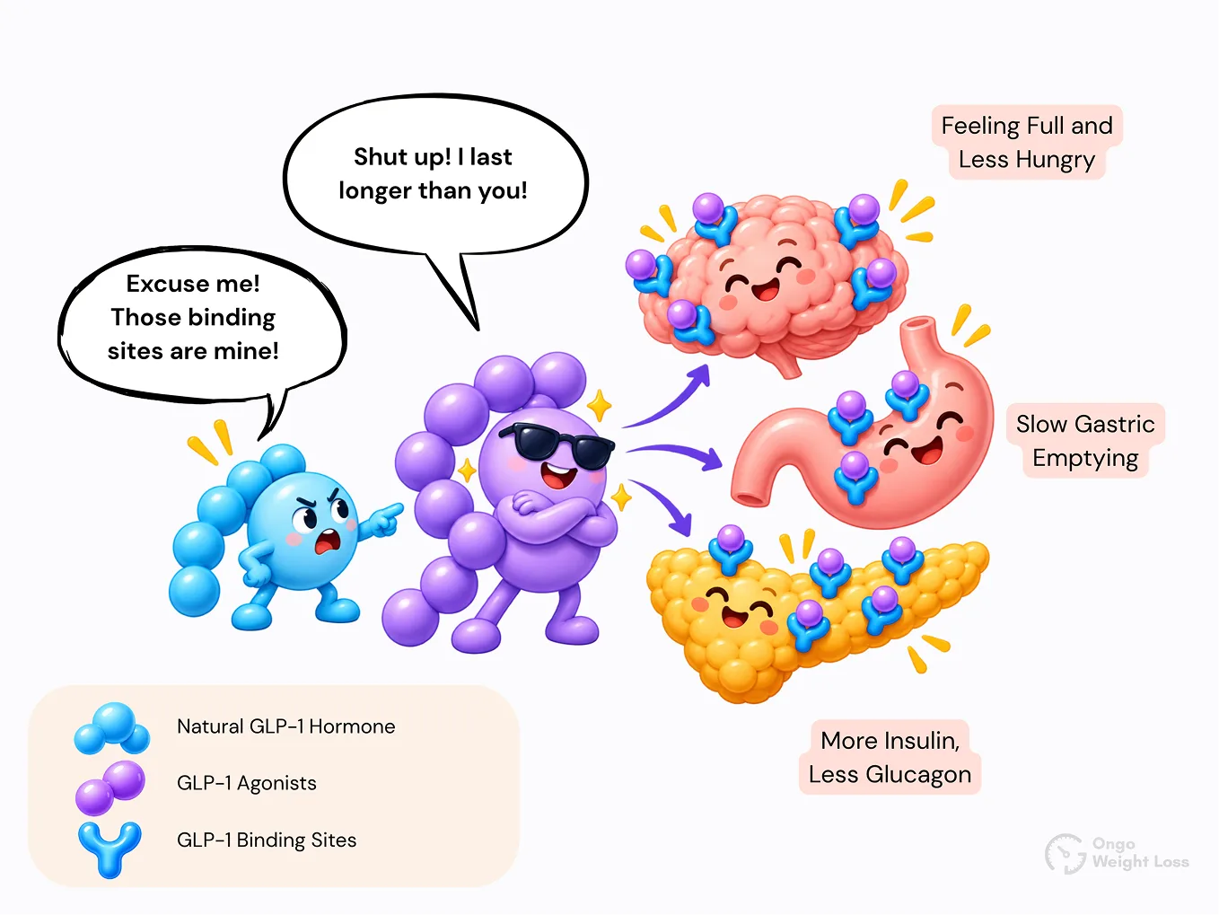 What happens in the pancreas, stomach, and brain after GLP-1 intake